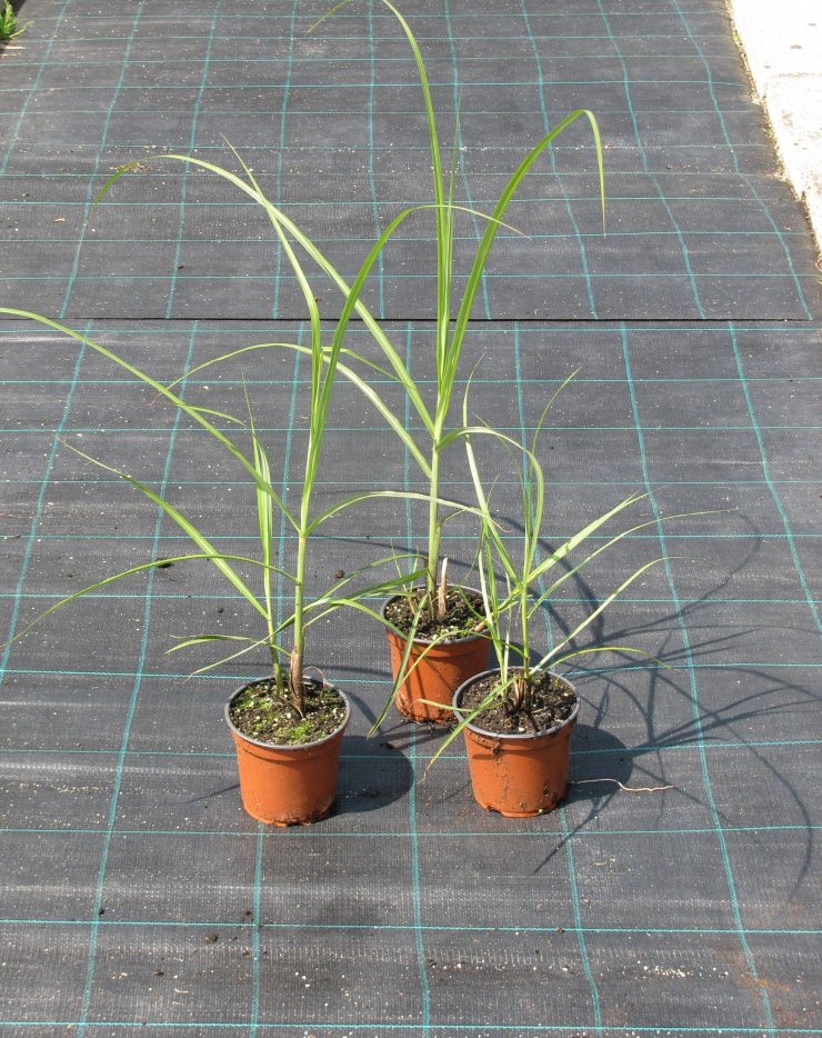 Miscanthus sinensis 'Malepartus'